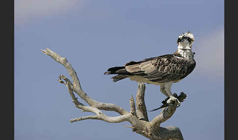 Fischadler (Pandion haliaetus)