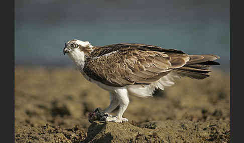 Fischadler (Pandion haliaetus)