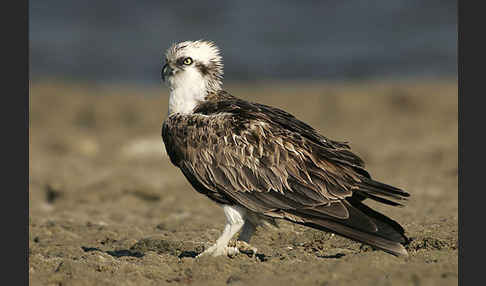 Fischadler (Pandion haliaetus)