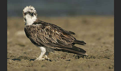 Fischadler (Pandion haliaetus)