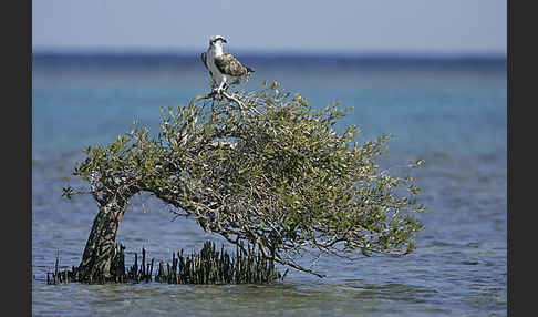 Fischadler (Pandion haliaetus)