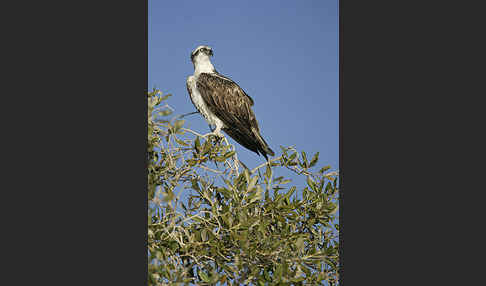 Fischadler (Pandion haliaetus)