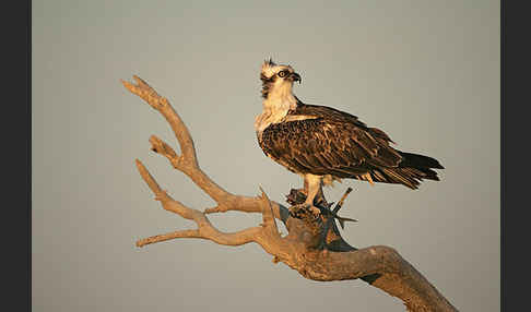 Fischadler (Pandion haliaetus)