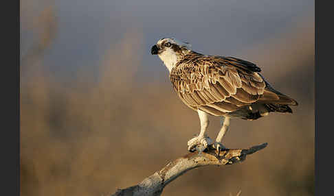 Fischadler (Pandion haliaetus)