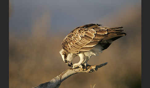 Fischadler (Pandion haliaetus)