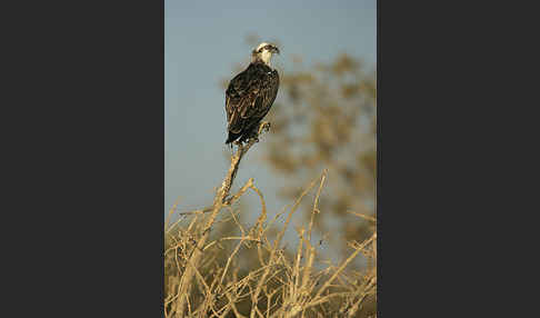 Fischadler (Pandion haliaetus)