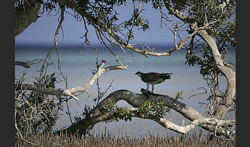 Fischadler (Pandion haliaetus)