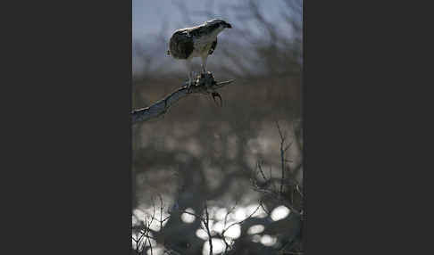 Fischadler (Pandion haliaetus)