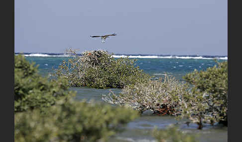 Fischadler (Pandion haliaetus)