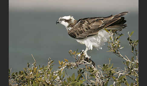 Fischadler (Pandion haliaetus)