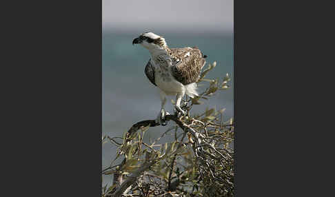 Fischadler (Pandion haliaetus)