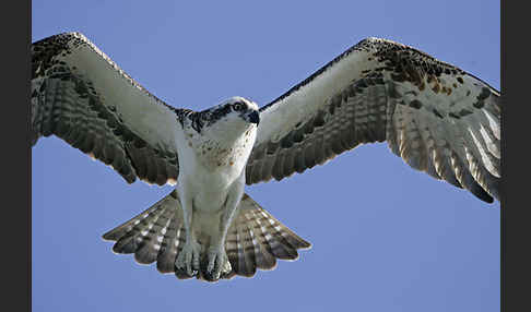 Fischadler (Pandion haliaetus)