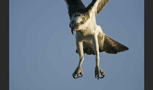 Fischadler (Pandion haliaetus)