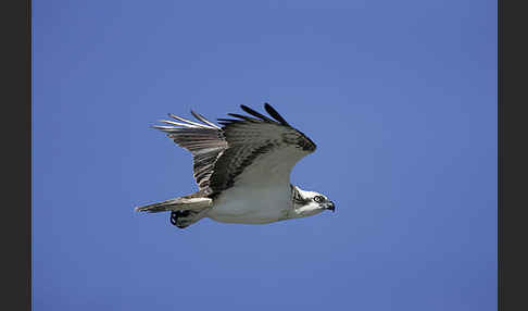 Fischadler (Pandion haliaetus)