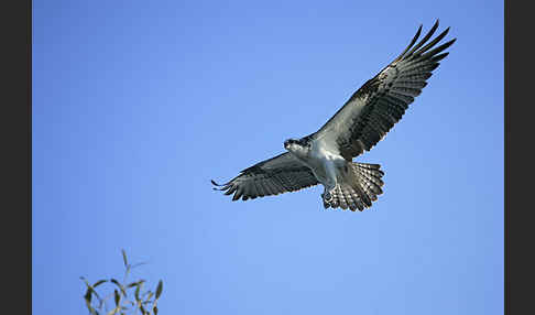 Fischadler (Pandion haliaetus)