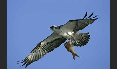 Fischadler (Pandion haliaetus)