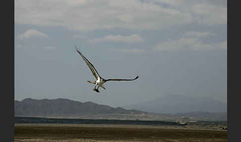 Fischadler (Pandion haliaetus)