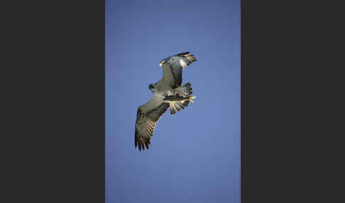 Fischadler (Pandion haliaetus)