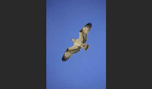 Fischadler (Pandion haliaetus)