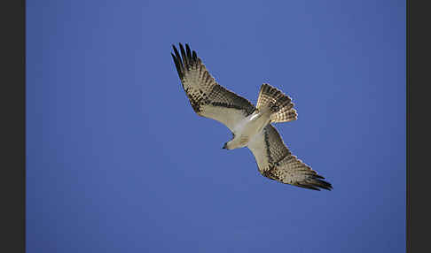 Fischadler (Pandion haliaetus)