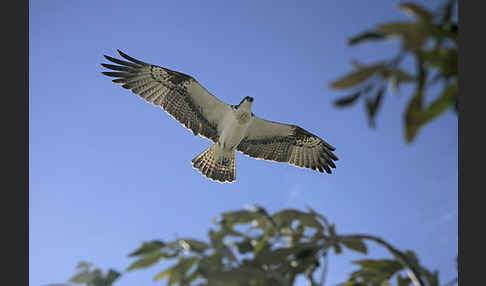 Fischadler (Pandion haliaetus)