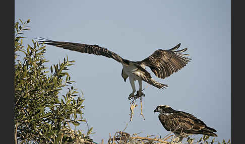 Fischadler (Pandion haliaetus)