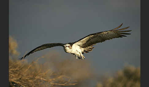 Fischadler (Pandion haliaetus)