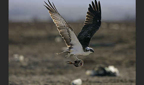 Fischadler (Pandion haliaetus)