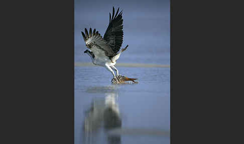 Fischadler (Pandion haliaetus)