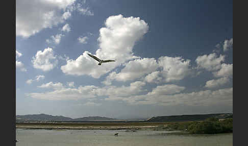 Fischadler (Pandion haliaetus)