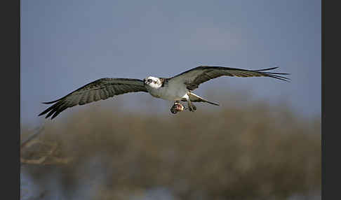 Fischadler (Pandion haliaetus)