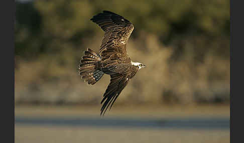 Fischadler (Pandion haliaetus)