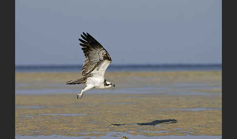 Fischadler (Pandion haliaetus)