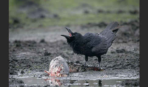 Kolkrabe (Corvus corax)