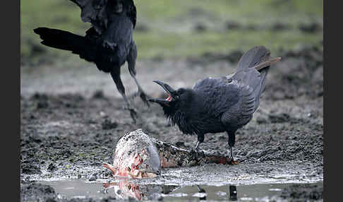 Kolkrabe (Corvus corax)