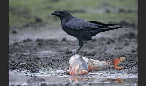 Kolkrabe (Corvus corax)