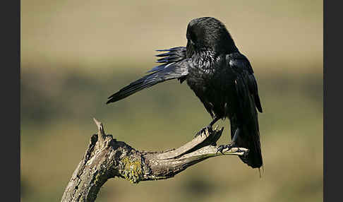 Kolkrabe (Corvus corax)