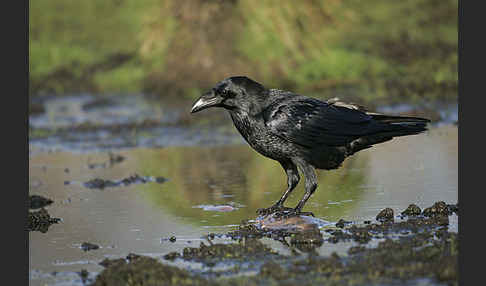 Kolkrabe (Corvus corax)