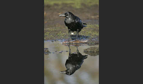 Kolkrabe (Corvus corax)