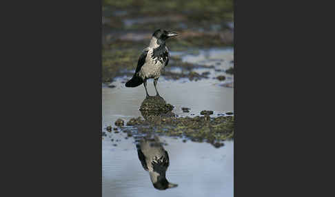 Nebelkrähe (Corvus corone cornix)