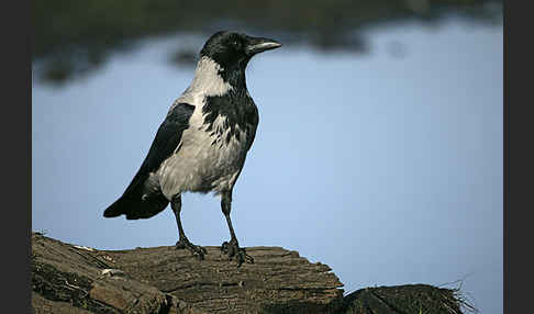 Nebelkrähe (Corvus corone cornix)