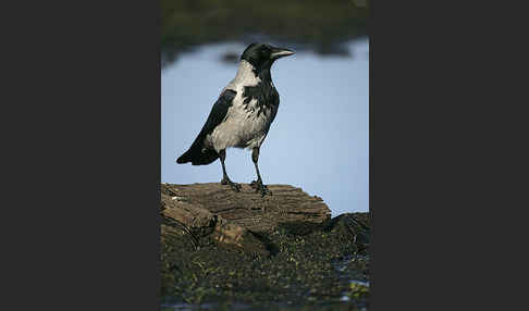 Nebelkrähe (Corvus corone cornix)