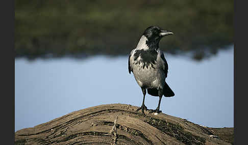 Nebelkrähe (Corvus corone cornix)