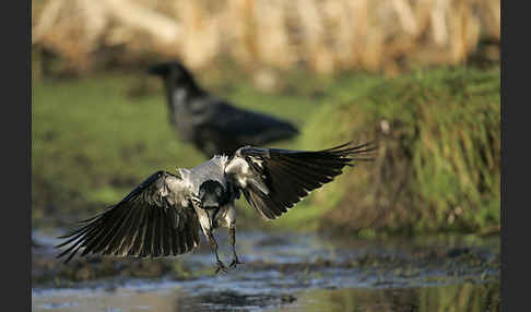 Nebelkrähe (Corvus corone cornix)