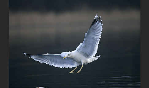 Silbermöwe (Larus argentatus)