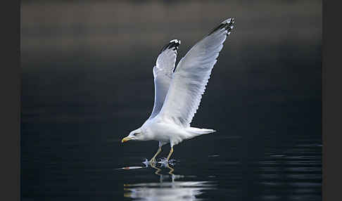 Silbermöwe (Larus argentatus)