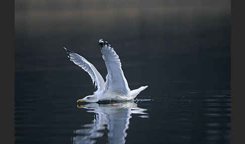 Silbermöwe (Larus argentatus)