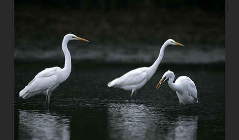 Silberreiher (Egretta alba)