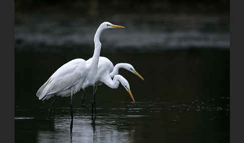 Silberreiher (Egretta alba)