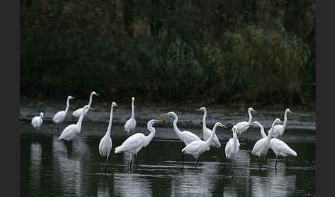 Silberreiher (Egretta alba)